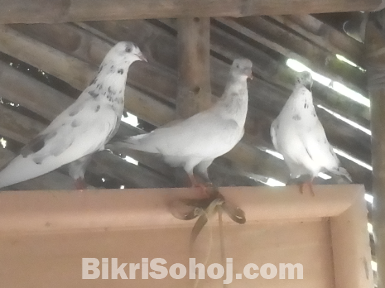কবুতর
